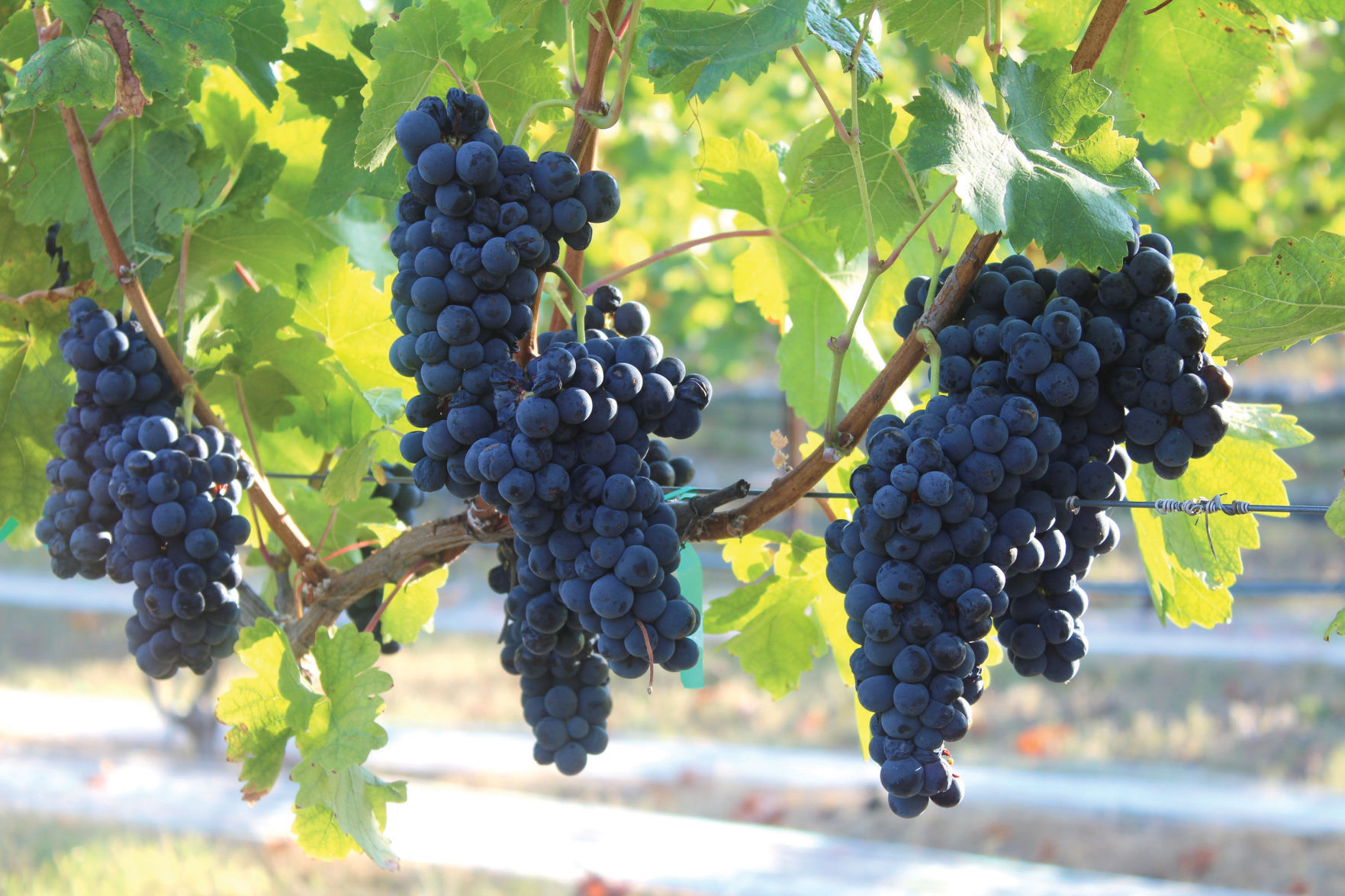 VMgrapes.jpg